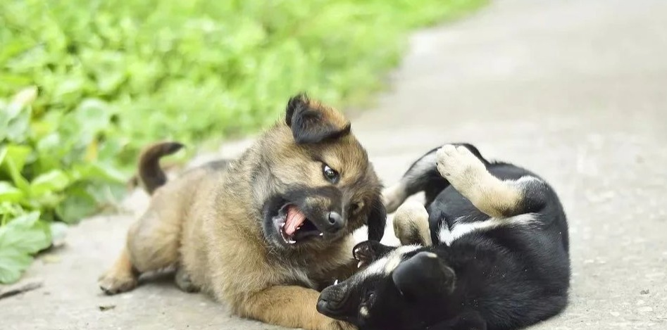 凤凰晚报|“和尚爸爸 ”的另一面:犯色戒被寺庙开除 ,与被救助孕妇恋爱