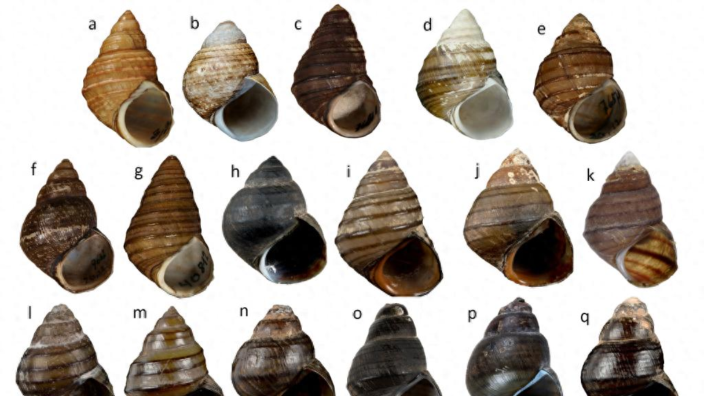 研究人员在华南及中南半岛发现田螺科1新属10新种_研究人员在华南及中南半岛发现田螺科1新属10新种_