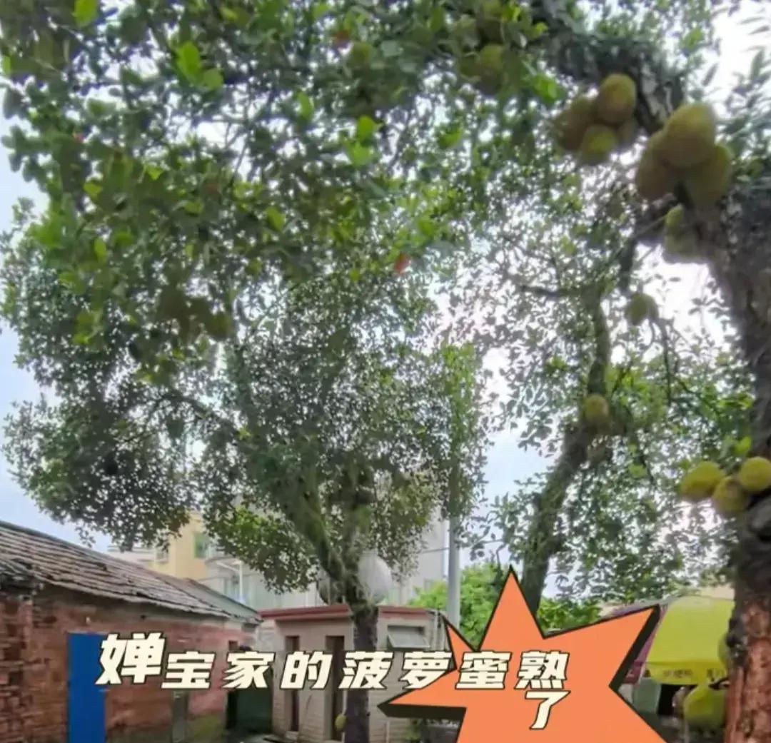 全红婵母亲说:不敢让女儿回家太多人了!连菠萝蜜都不放过!__全红婵母亲说:不敢让女儿回家太多人了!连菠萝蜜都不放过!